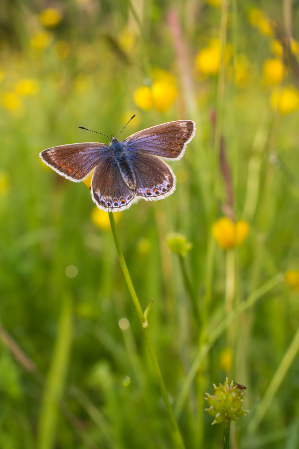 Common Blue female 4